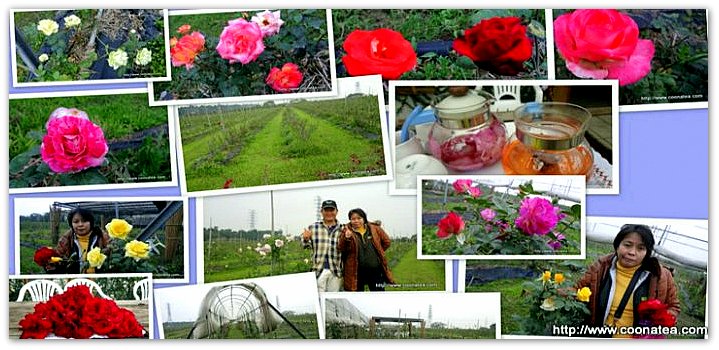 CooNaTea 阿里山花茶