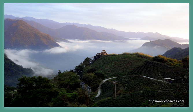 CooNaTea 阿里山茶園與阿里山雲海