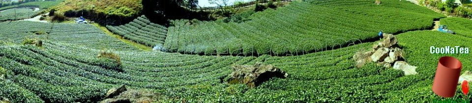 阿里山茶園