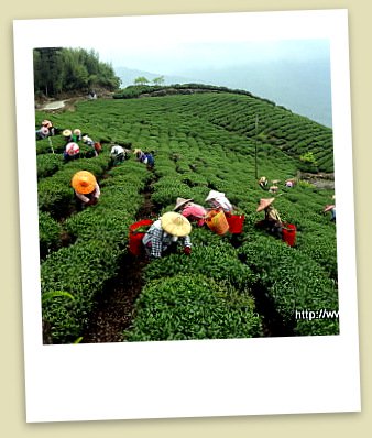 2012年阿里山春冬茶