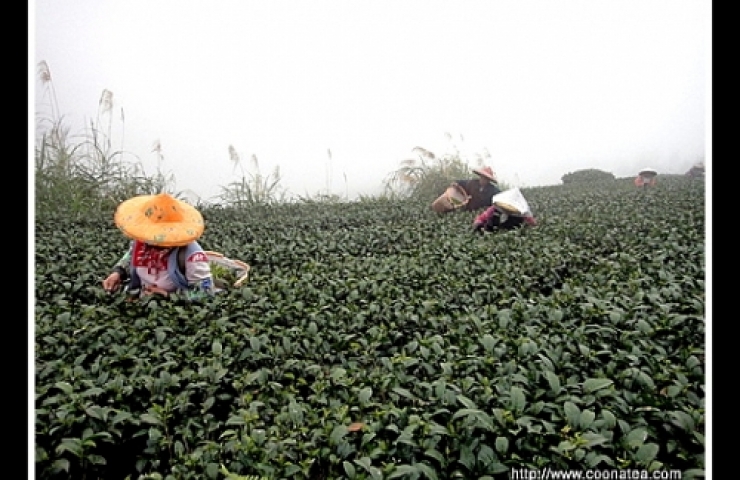 阿里山茶-福疊臨門-冬片