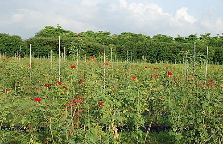 CooNaTea 夢幻玫瑰紅茶農場