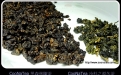 CooNaTea 阿里山老茶