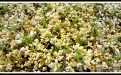 CooNaTea 鮮採台灣桂花
